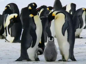 Conjunto de pinguinguins reunidos na Antártida